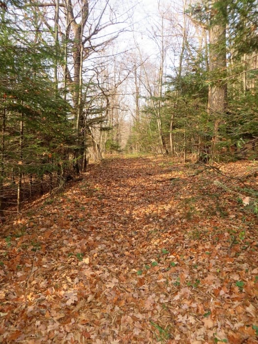 «Ліс Яроша», прогулянкова алея, 13.11.2018
