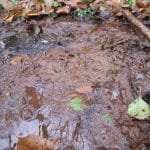 Поклади боровини (залозистої), 13.11.2018