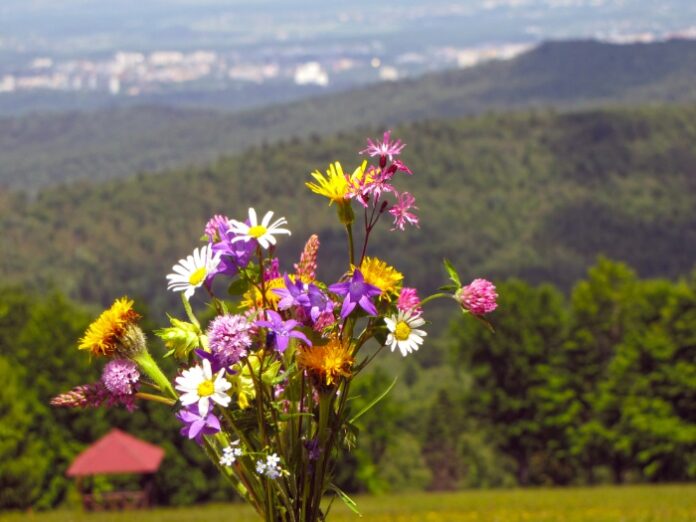 Перше пасмо Східних Карпат, г. Цюхів Верх (942 м.н.р.м.), 2021